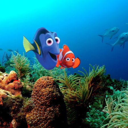 Finding Nemo
