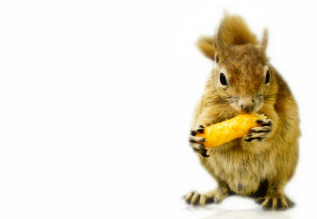 When Squrrirrels attack HERO