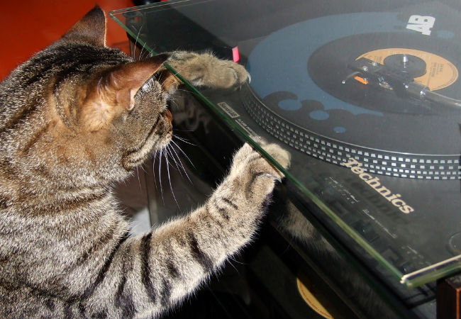 Gatto Mimmo via photopin cc