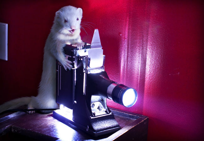 originalpozer via photopin cc (the attribution text for ferret pic)